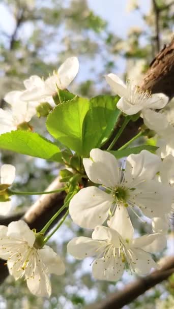 Белые Цветы Вишня Цветет Ветру Против Неба — стоковое видео