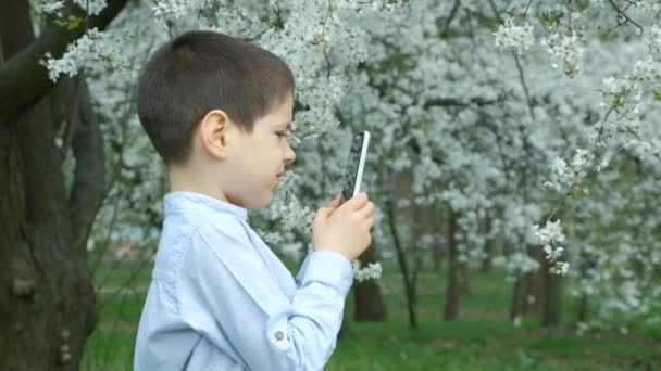 Chlapec Fotografování Natáčení Smartphone Třešeň Květ Strom — Stock video