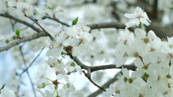 Bílý Třešňový Květ Jaře Zblízka Květiny Větru Zpomalují — Stock video