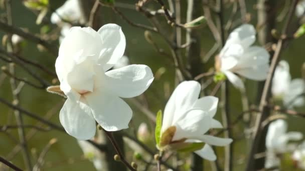 Piękne Białe Kwiaty Magnolii Poruszają Się Wietrze Spowolnić Ruch Zbliżenie — Wideo stockowe