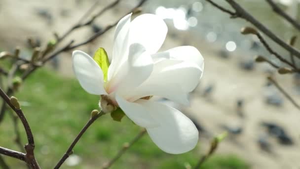 Beautiful White Magnolia Flowers Move Wind Slow Motion Close — Stock Video