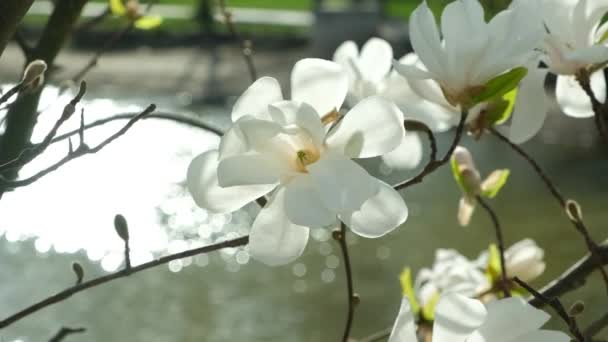 Kvetoucí Bílé Magnólie Létající Holubi Blízkosti Rybníka Zpomalení — Stock video