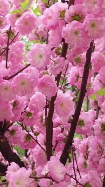 Dekoratif üç lomboz badem Prunus triloba pembe çiçekler, dikey çekim.