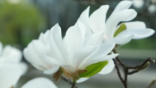 Beautiful White Magnolia Flowers Move Wind Slow Motion Close — Stock Video