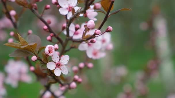 Piękne Kwitnące Drzewo Różowe Kwiaty Ozdobnej Śliwce — Wideo stockowe