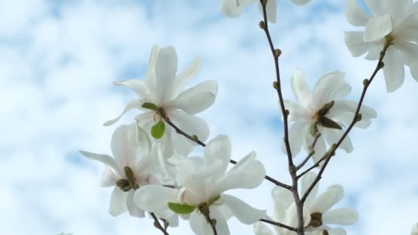 Magnolia Floreciente Fondo Del Cielo Grandes Flores Blancas Árbol — Vídeo de stock