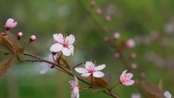 Υπέροχο Ανθοφόρο Δέντρο Ροζ Λουλούδια Καλλωπιστική Δαμασκηνιά — Αρχείο Βίντεο