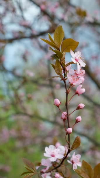 Spring Flowering Tree Ornamental Plum Pissardi — Stock Video