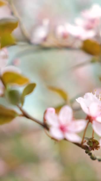 Blurred Vertical Background Flowers Pink Spring Flowering Tree — Stock Video
