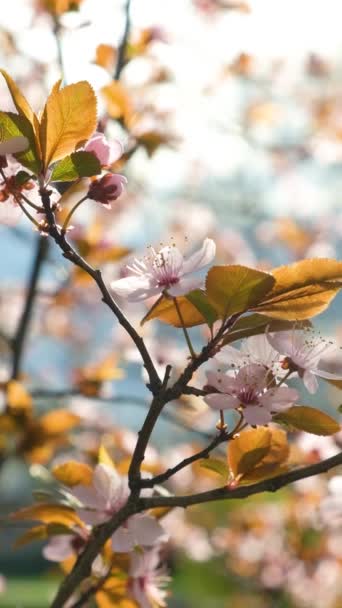 盛开的李树装饰着 粉色的花朵在夕阳西下 — 图库视频影像
