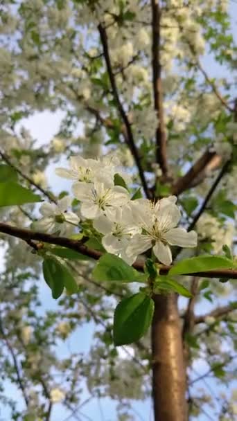 Flores Blancas Cerezo Floreciendo Viento Contra Cielo — Vídeo de stock