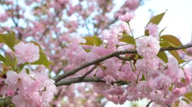 Kiraz çiçekleri, narin pembe çiçekler, yakın plan.