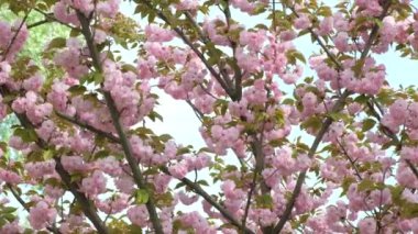 Kiraz çiçeklerinin altında yürü, ağır çekim.