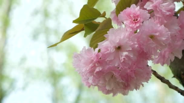 Kirschblüten Zartrosa Blüten Nahaufnahme Zeitlupe — Stockvideo
