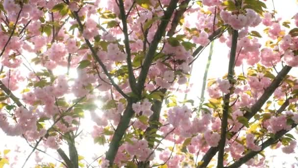 Cherry Blossoms Rays Setting Sun — Stock Video