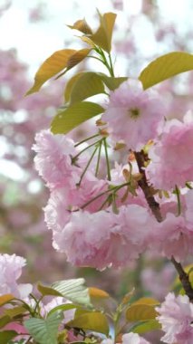 Japon kiraz çiçeğinin pembe narin çiçekleri, yakın plan, dikey çekim.