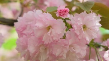 Japon kiraz çiçeklerinin pembe narin çiçekleri..