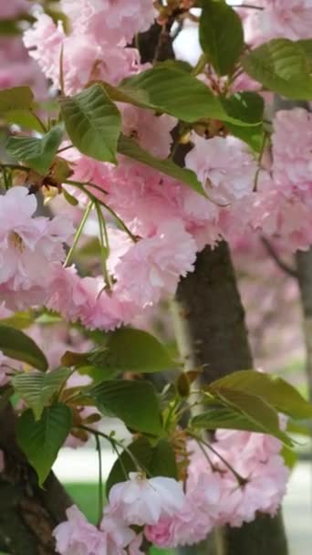 Rosa Zarte Blüten Der Japanischen Kirschblüte Nahaufnahme Vertikaler Austrieb — Stockvideo