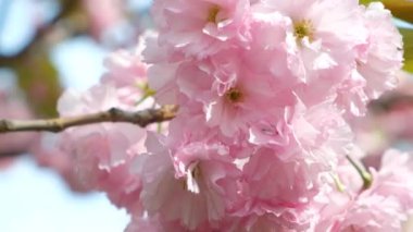 Japon kiraz çiçeklerinin pembe narin çiçekleri..