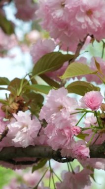 Japon kiraz çiçeğinin pembe narin çiçekleri, yakın plan, dikey çekim.