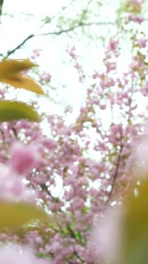 Japon kiraz çiçeğinin pembe narin çiçekleri, yakın plan, dikey çekim.