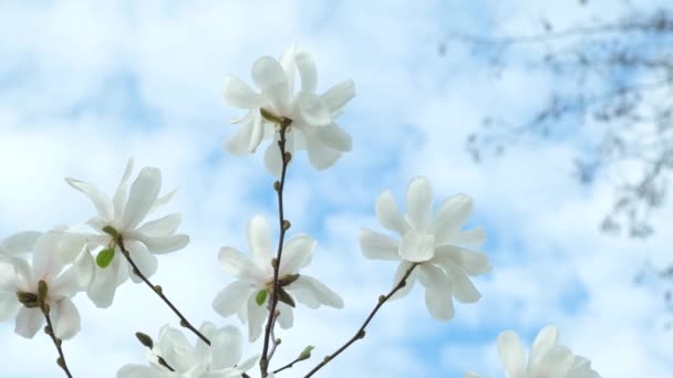 Gökyüzünün Arka Planında Çiçek Açan Manolyalar Ağaçta Büyük Beyaz Çiçekler — Stok video