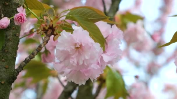 Cherry Mekar Halus Bunga Merah Muda Close Gerak Lambat — Stok Video