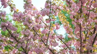 Baharda pembe kiraz çiçekleri.