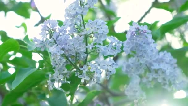 Цвітіння Бузку Навесні Впритул Повільний Рух — стокове відео