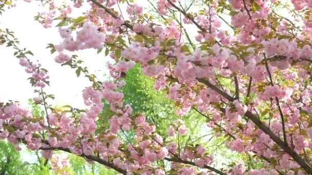 Kiraz Çiçeklerinin Altında Yürü Ağır Çekim — Stok video