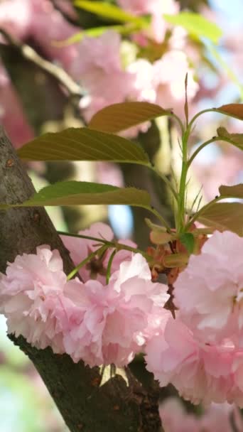 Pink Delicate Flowers Japanese Cherry Blossom Close Vertical Shooting — Stock Video
