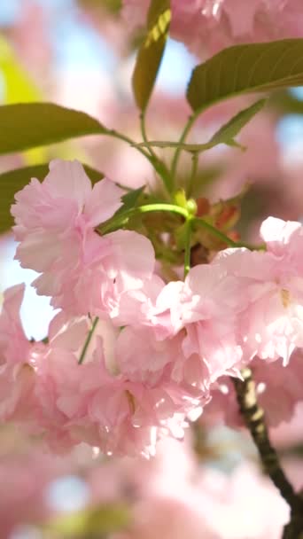 Różowe Delikatne Kwiaty Wiśni Japońskiej Kwiat Zbliżenie Pionowe Strzelanie — Wideo stockowe