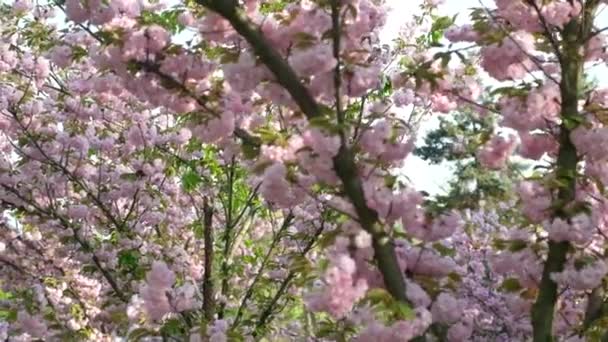 Fiori Ciliegio Rosa Primavera — Video Stock