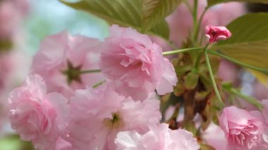 Japon kiraz çiçeklerinin pembe narin çiçekleri..