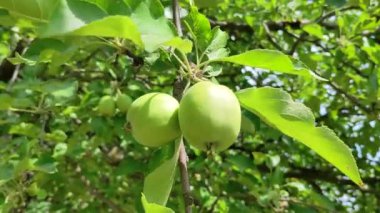 Rüzgarda sallanan bir ağacın dalında olgunlaşmamış yeşil elmalar.