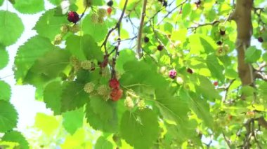 Olgun ve olgunlaşmamış dutlu dutlu ağaç, dikey çekim.