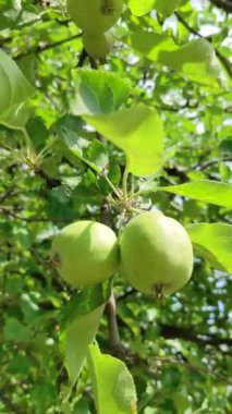 Olgunlaşmamış yeşil elmalar ağaçta sallanıyor rüzgarda, dikey ateş ederek.