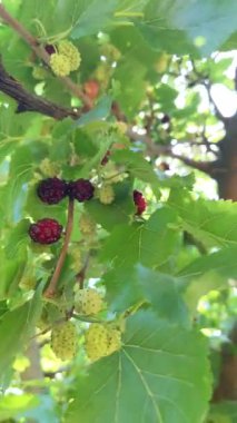 Olgun ve olgunlaşmamış dutlu dutlu ağaç, dikey çekim.