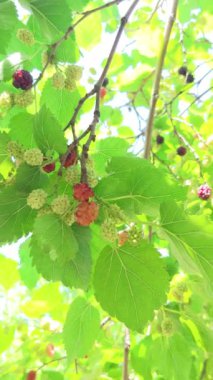Olgun ve olgunlaşmamış dutlu dutlu ağaç, dikey çekim.