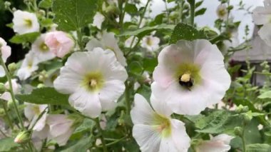 Yaz çiçekleri, yaban arıları ve arılarla döllenmiş beyaz yaban arılarıdır..