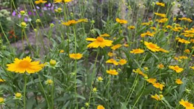 Sarı yaz çiçekleriyle çiçeklenmiş Coreopsis Lanceolate
