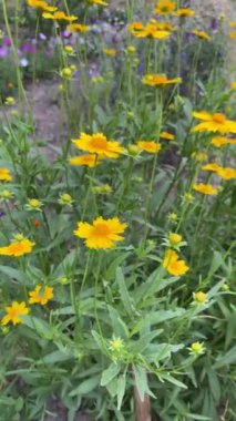 Sarı yaz çiçekleriyle çiçeklenmiş Coreopsis Lanceolate