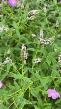 Böcekler yazın nane çiçeklerini tozlaştırırlar.