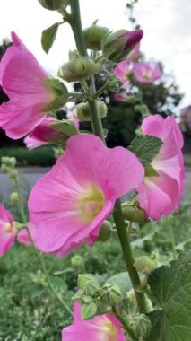 Rüzgardaki yaz çiçekleri, dikey çekim