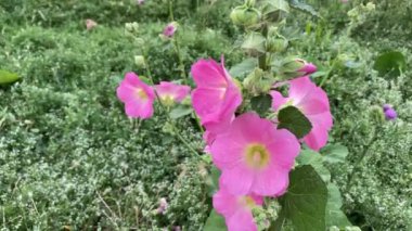 Yaz çiçekleri, yaban arılarıyla döllenmiş.