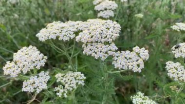Çiçekli kireç, folyo, Achillea Millefolium. Paskalya ailesinin otçul bitkisi.
