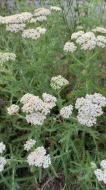 Çiçekli kireç, folyo, Achillea Millefolium. Paskalya ailesinin otçul bitkisi.