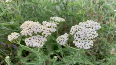 Çiçekli kireç, folyo, Achillea Millefolium. Paskalya ailesinin otçul bitkisi.
