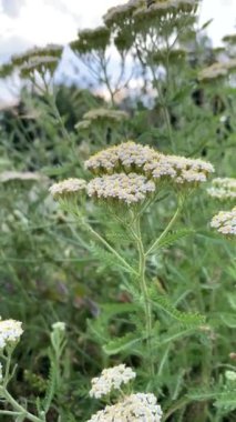 Çiçekli kireç, folyo, Achillea Millefolium. Paskalya ailesinin otçul bitkisi.