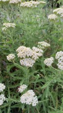 Çiçekli kireç, folyo, Achillea Millefolium. Paskalya ailesinin otçul bitkisi.